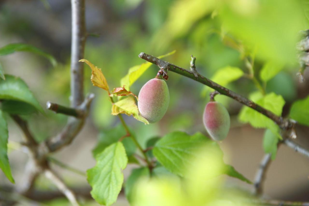 藤花楼 Kamakura Bed and Breakfast Yamanouchi  Eksteriør billede